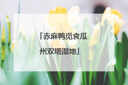 赤麻鸭觅食瓜州双塔湿地