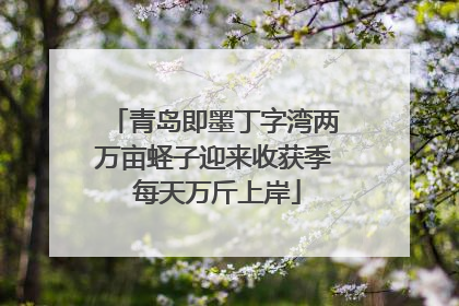 青岛即墨丁字湾两万亩蛏子迎来收获季 每天万斤上岸