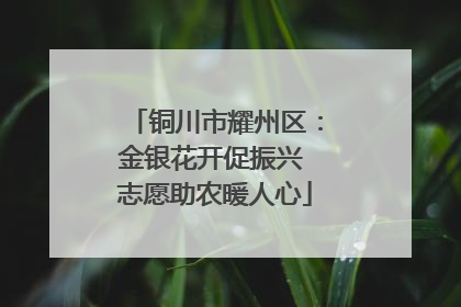 铜川市耀州区：金银花开促振兴 志愿助农暖人心