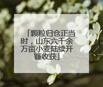 颗粒归仓正当时，山东六千余万亩小麦陆续开镰收获
