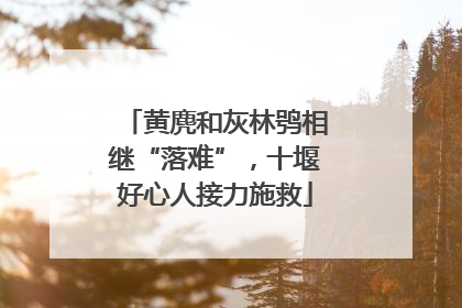 黄麂和灰林鸮相继“落难”，十堰好心人接力施救